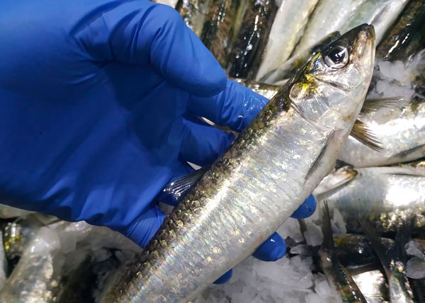 Comprar pescado y marisco gallego en delmaralplato