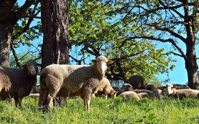 La ganadería ecológica en España