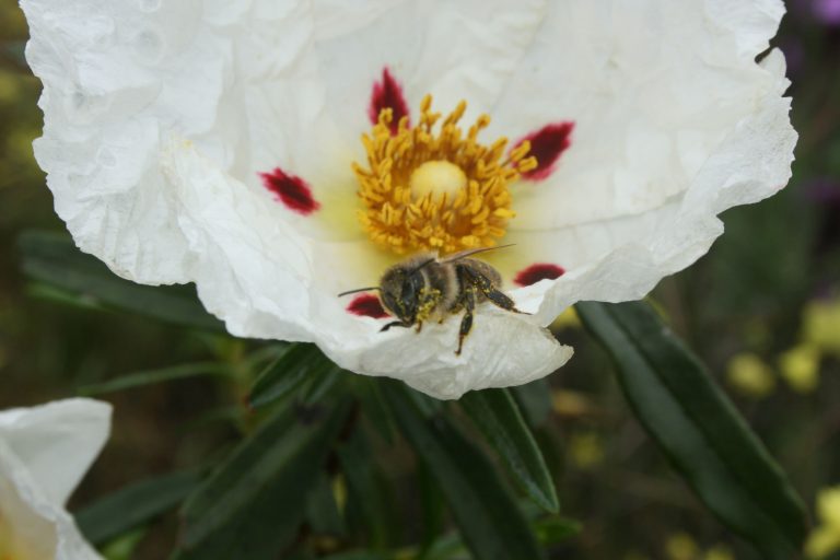 IMG 3600 768x512