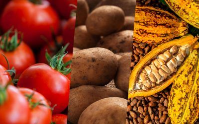 El tomate, la patata y el cacao: la tríada de productos que forman parte de la dieta europea gracias a los españoles