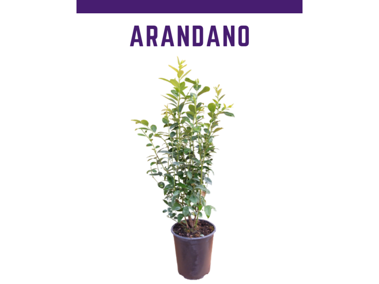 ARANDANO MODELO 768x576