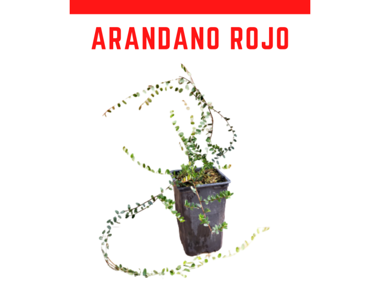 ARANDANO ROJO MODELO 768x576