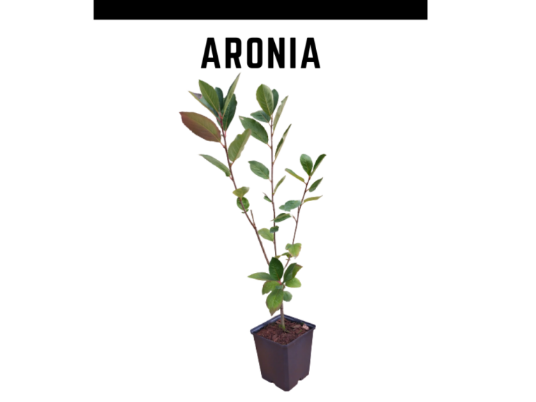 ARONIA MODELO 768x576
