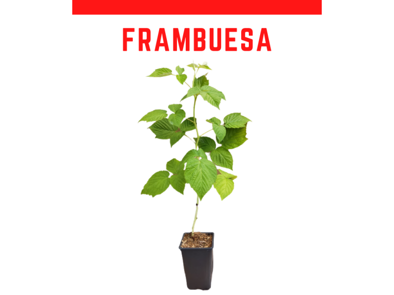 FRAMBUESA MODELO 768x576