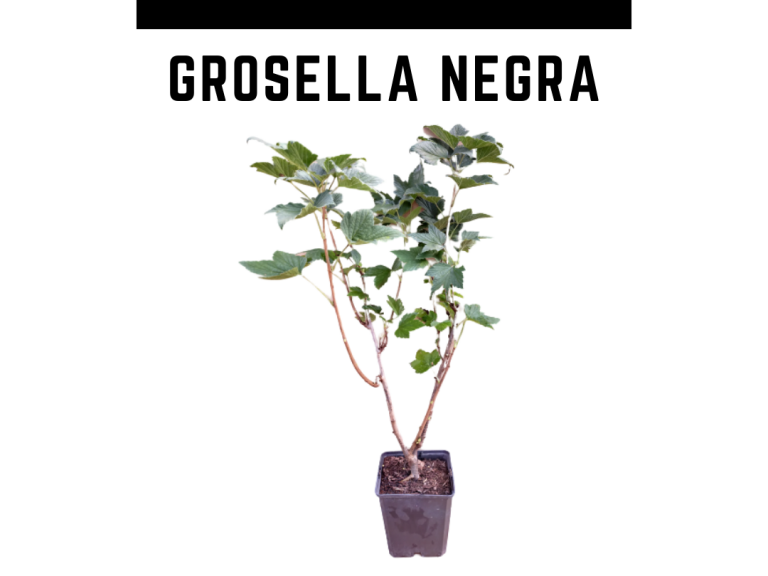GROSELLA NEGRA MODELO 768x576