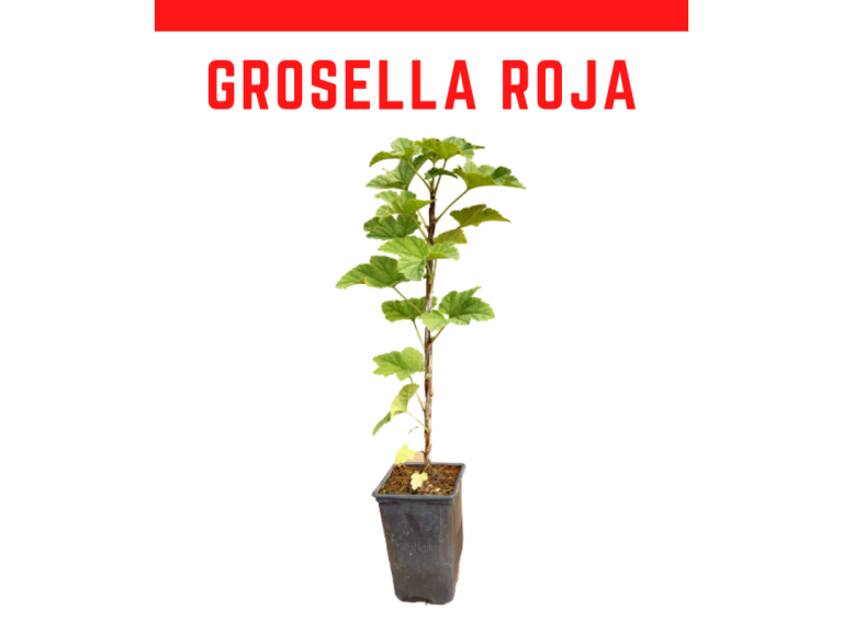 Grosella roja modelo 768x576