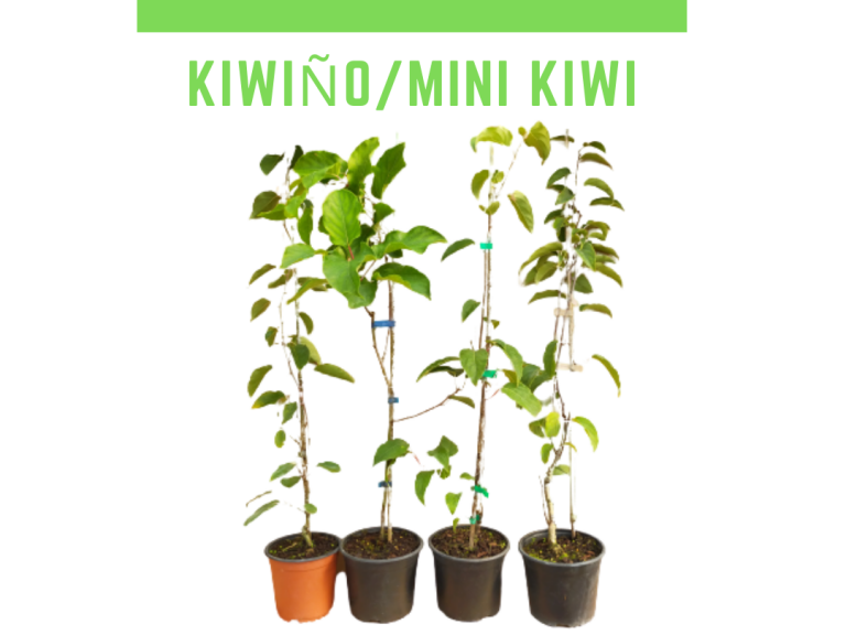 MINI KIWI KIWIÑO 768x576