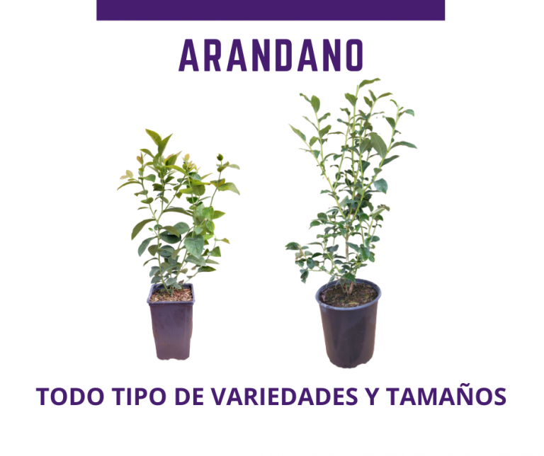 MOLDE PLANTAS ARANDANO 768x644
