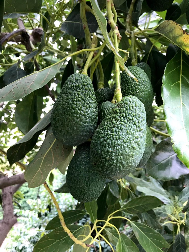 aguacate 2 768x1024