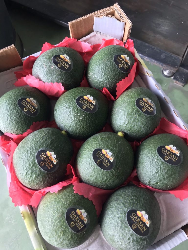 aguacate 768x1024