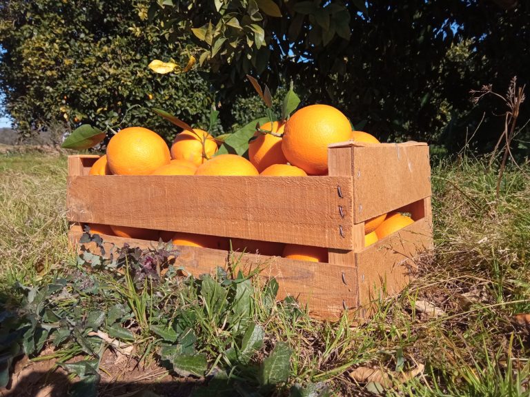 Caja 768x576