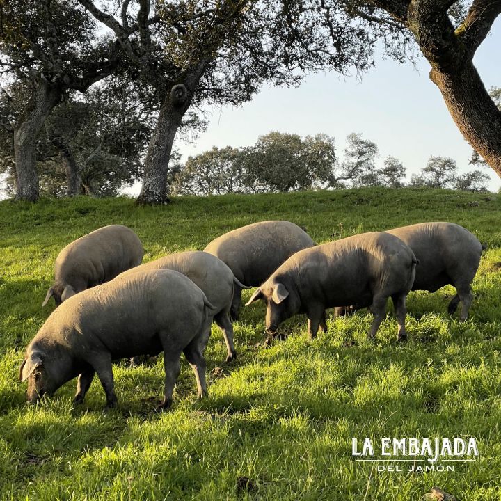 Cerdo Ibérico