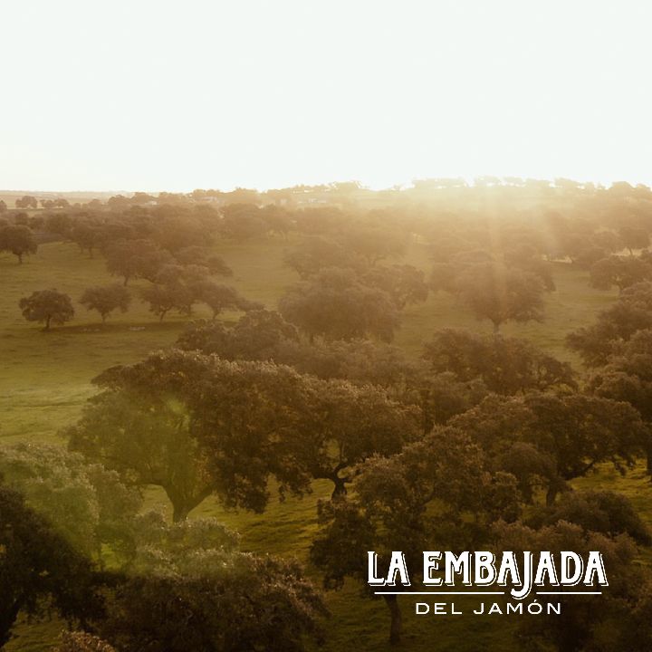 Dehesa Valle de Los Pedroches Villanueva de Córdoba