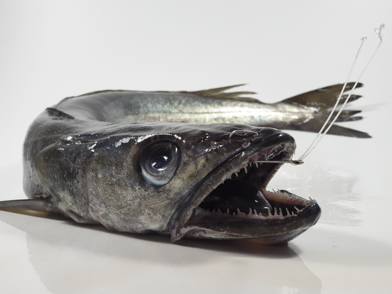 MERLUZA DEL PINCHO 768x576