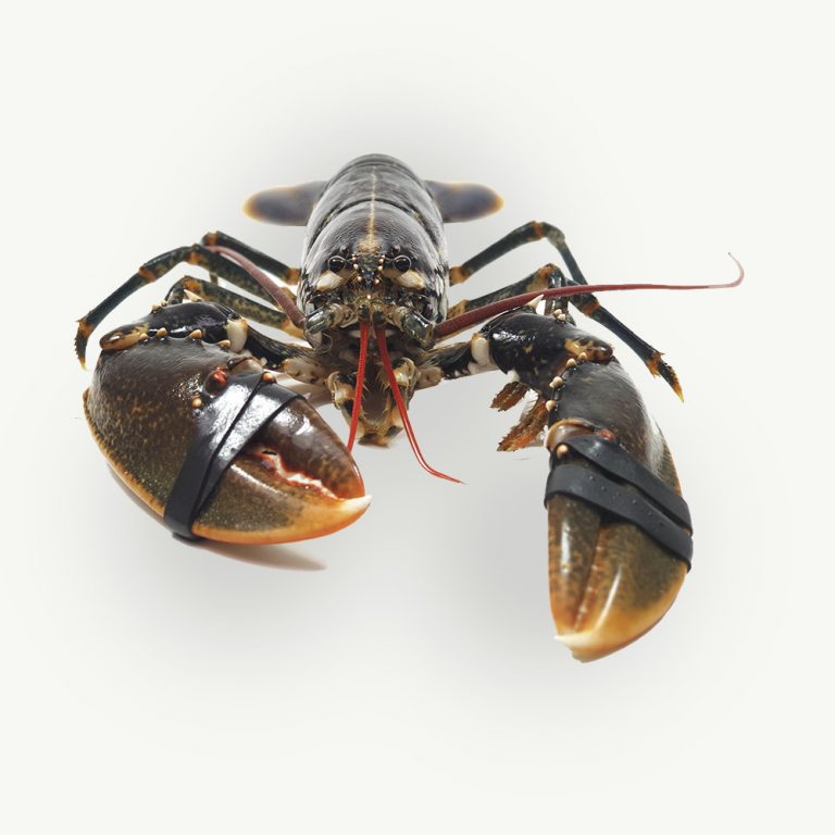 bogavante 2 768x768