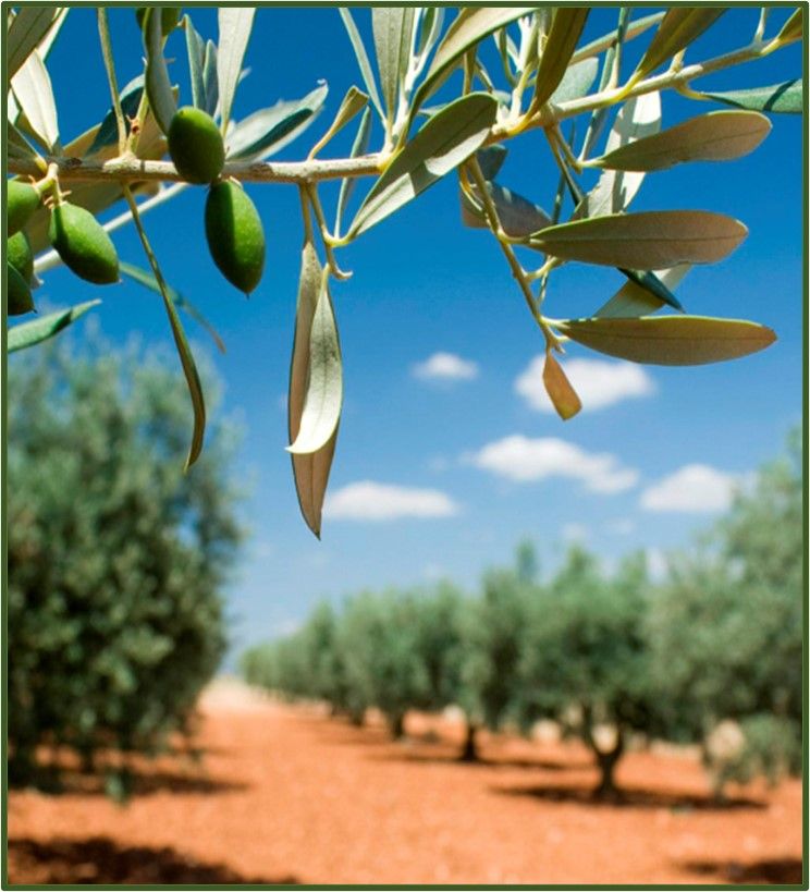imagen olivar