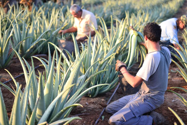 Aloe Vera 1 768x512